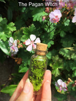 #witchcraft #witch #naturewitch #greenwitch #plants #moss #flowers #spring #nature #lucky #luck #money #spells #potions #wiccan #wicca #spiritual #Magic #magick #magical #mystical #mystic #cute #kawaii
