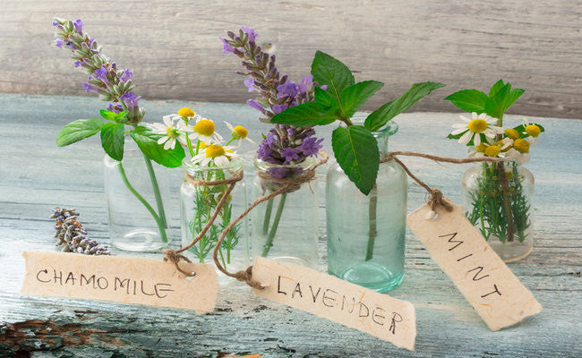 Aromatherapy for Beginners: Scents to Uplift, Balance and Calm