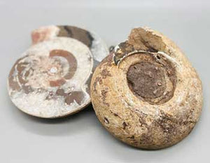 
            
                Load image into Gallery viewer, 3-4# Ammonite Fossil pair
            
        