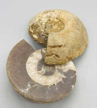 
            
                Load image into Gallery viewer, .8-2# Ammonite Fossil pair
            
        